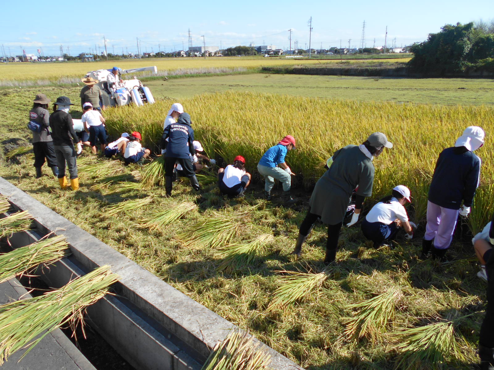 青少年育成会・稲刈り